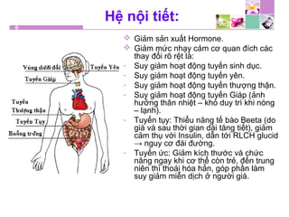 Hệ nội tiết:
 Giảm sản xuất Hormone.
 Giảm mức nhạy cảm cơ quan đích các
thay đổi rõ rệt là:
- Suy giảm hoạt động tuyến sinh dục.
- Suy giảm hoạt động tuyến yên.
- Suy giảm hoạt động tuyến thượng thận.
- Suy giảm hoạt động tuyến Giáp (ảnh
hưởng thân nhiệt – khó duy trì khi nóng
– lạnh).
- Tuyến tụy: Thiểu năng tế bào Beeta (do
già và sau thời gian dài tăng tiết), giảm
cảm thụ với Insulin, dẫn tới RLCH glucid
→ nguy cơ đái đường.
- Tuyến ức: Giảm kích thước và chức
năng ngay khi cơ thể còn trẻ, đến trung
niên thì thoái hóa hẳn, góp phần làm
suy giảm miễn dịch ở người già.
 