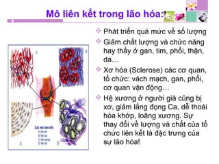 Mô liên kết trong lão hóa:
 Phát triển quá mức về số lượng
 Giảm chất lượng và chức năng
hay thấy ở gan, tim, phổi, thận,
da…
 Xơ hóa (Sclerose) các cơ quan,
tổ chức: vách mạch, gan, phổi,
cơ quan vận động…
 Hệ xương ở người già cũng bị
xơ, giảm lắng đọng Ca, dễ thoái
hóa khớp, loãng xương. Sự
thay đổi về lượng và chất của tổ
chức liên kết là đặc trưng của
sự lão hóa!
 