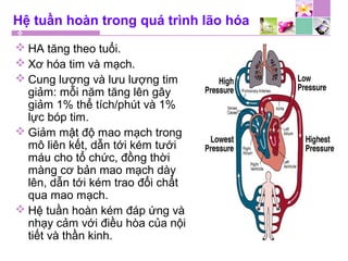 Hệ tuần hoàn trong quá trình lão hóa
 HA tăng theo tuổi.
 Xơ hóa tim và mạch.
 Cung lượng và lưu lượng tim
giảm: mỗi năm tăng lên gây
giảm 1% thể tích/phút và 1%
lực bóp tim.
 Giảm mật độ mao mạch trong
mô liên kết, dẫn tới kém tưới
máu cho tổ chức, đồng thời
màng cơ bản mao mạch dày
lên, dẫn tới kém trao đổi chất
qua mao mạch.
 Hệ tuần hoàn kém đáp ứng và
nhạy cảm với điều hòa của nội
tiết và thần kinh.
 