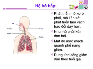 Hệ hô hấp:
Phát triển mô xơ ở
phổi, mô liên kết
phát triển làm vách
trao đổi dày hơn.
Nhu mô phổi kém
đàn hồi.
Mật độ mao mạch
quanh phế nang
giảm.
Dung tích sống giảm
dần theo tuổi già.
 