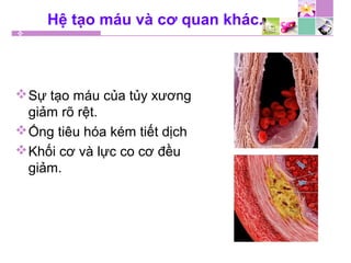Hệ tạo máu và cơ quan khác.
Sự tạo máu của tủy xương
giảm rõ rệt.
Ống tiêu hóa kém tiết dịch
Khối cơ và lực co cơ đều
giảm.
 