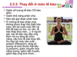 2.3.3. Thay đổi ở mức tế bào:
 Giảm số lượng tế bào (Tế bào
gốc).
 Giảm khả năng phân chia
 Kéo dài giai đoạn phân bào
 Ở những tế bào phân chia
không được thay thế (biệt hóa
cao), tồn tại suốt cuộc đời cá
thể (tế bào cơ tim, cơ vân, tế
bào tháp thùy trán…): ở người
già: các tế bào này đáp ứng
kém với sự tăng tải chức
năng, cấu trúc tế bào thay đổi,
thu hẹp bộ máy sản xuất
protein (Ribosom), tăng số
lượng và kích thước thể tiêu
(Lysosom), giảm chuyển hóa
năng lượng, giảm dẫn truyền,
giảm đáp ứng kích thích…
 