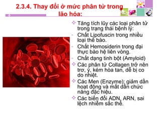 2.3.4. Thay đổi ở mức phân tử trong
lão hóa:
 Tăng tích lũy các loại phân tử
trong trạng thái bệnh lý:
- Chất Lipofuscin trong nhiều
loại thế bào.
- Chất Hemosiderin trong đại
thực bào hệ liên vòng.
- Chất dạng tinh bột (Amyloid)
 Các phân tử Collagen trở nên
trơ, ỳ, kém hòa tan, dễ bị co
do nhiệt.
 Các Men (Enzyme): giảm dần
hoạt động và mất dần chức
năng đặc hiệu.
 Các biến đổi ADN, ARN, sai
lệch nhiễm sắc thể.
 