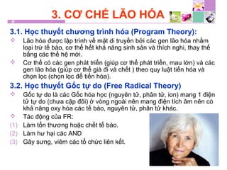 3. CƠ CHẾ LÃO HÓA
3.1. Học thuyết chương trình hóa (Program Theory):
 Lão hóa được lập trình về mặt di truyền bởi các gen lão hóa nhằm
loại trừ tế bào, cơ thể hết khả năng sinh sản và thích nghi, thay thế
bằng các thế hệ mới.
 Cơ thể có các gen phát triển (giúp cơ thể phát triển, mau lớn) và các
gen lão hóa (giúp cơ thể già đi và chết ) theo quy luật tiến hóa và
chọn lọc (chọn lọc để tiến hóa).
3.2. Học thuyết Gốc tự do (Free Radical Theory)
 Gốc tự do là các Gốc hóa học (nguyên tử, phân tử, ion) mang 1 điện
tử tự do (chưa cặp đôi) ở vòng ngoài nên mang điện tích âm nên có
khả năng oxy hóa các tế bào, nguyên tử, phân tử khác.
 Tác động của FR:
(1) Làm tổn thương hoặc chết tế bào.
(2) Làm hư hại các AND
(3) Gây sưng, viêm các tổ chức liên kết.
 