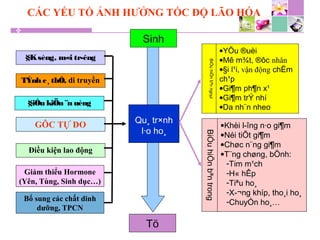 Sinh
Tö
Qu¸ tr×nh
l·o ho¸
§Ksèng, m«i tr­êng
TÝnh c¸ thÓ, di truyền
§iÒu kiÖn ¨n uèng
Giảm thiểu Hormone
(Yên, Tùng, Sinh dục…)
Điều kiện lao động
GÔC TỰ DO
Bổ sung các chất dinh
dưỡng, TPCN
•YÕu ®uèi
•Mê m¾t, ®ôc nhân
•§i l¹i, vận động chËm
ch¹p
•Gi¶m ph¶n x¹
•Gi¶m trÝ nhí
•Da nh¨n nheo
BiÓuhiÖnbªnngoµi
•Khèi l­îng n·o gi¶m
•Néi tiÕt gi¶m
•Chøc n¨ng gi¶m
•T¨ng chøng, bÖnh:
-Tim m¹ch
-H« hÊp
-Tiªu ho¸
-X­¬ng khíp, tho¸i ho¸
-ChuyÓn ho¸…BiÓuhiÖnbªntrong
CÁC YẾU TỐ ẢNH HƯỞNG TỐC ĐỘ LÃO HÓA
 