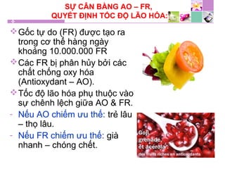 SỰ CÂN BẰNG AO – FR,
QUYẾT ĐỊNH TỐC ĐỘ LÃO HÓA:
Gốc tự do (FR) được tạo ra
trong cơ thể hàng ngày
khoảng 10.000.000 FR
Các FR bị phân hủy bởi các
chất chống oxy hóa
(Antioxydant – AO).
Tốc độ lão hóa phụ thuộc vào
sự chênh lệch giữa AO & FR.
- Nếu AO chiếm ưu thế: trẻ lâu
– thọ lâu.
- Nếu FR chiếm ưu thế: già
nhanh – chóng chết.
 