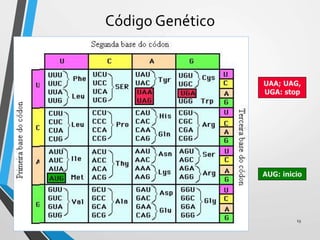 Código Genético
13
UAA; UAG,
UGA: stop
AUG: inicio
 