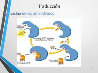 Traducción
14
Activación de los aminoácidos
 
