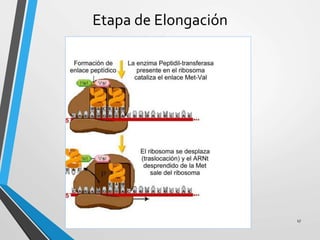 Etapa de Elongación
17
 