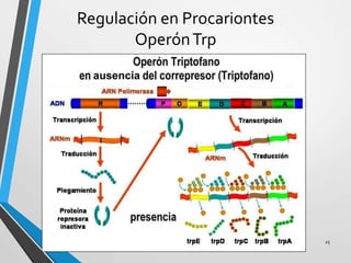 Regulación en Procariontes
OperónTrp
25
 
