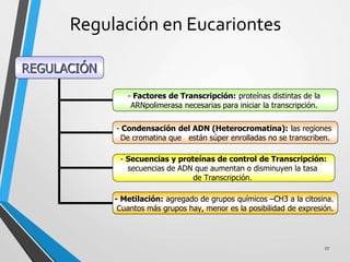 Regulación en Eucariontes
REGULACIÓN
- Factores de Transcripción: proteínas distintas de la
ARNpolimerasa necesarias para iniciar la transcripción.
- Condensación del ADN (Heterocromatina): las regiones
De cromatina que están súper enrolladas no se transcriben.
- Secuencias y proteínas de control de Transcripción:
secuencias de ADN que aumentan o disminuyen la tasa
de Transcripción.
- Metilación: agregado de grupos químicos –CH3 a la citosina.
Cuantos más grupos hay, menor es la posibilidad de expresión.
27
 