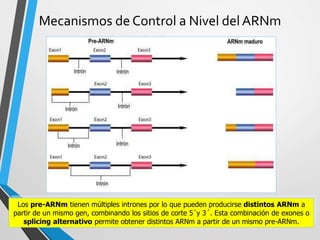 Mecanismos de Control a Nivel delARNm
28
Los pre-ARNm tienen múltiples intrones por lo que pueden producirse distintos ARNm a
partir de un mismo gen, combinando los sitios de corte 5´y 3´. Esta combinación de exones o
splicing alternativo permite obtener distintos ARNm a partir de un mismo pre-ARNm.
 