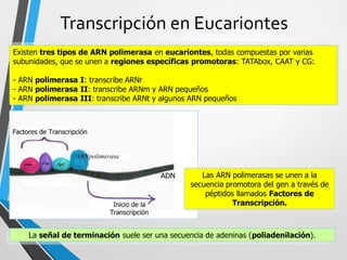 Transcripción en Eucariontes
7
Existen tres tipos de ARN polimerasa en eucariontes, todas compuestas por varias
subunidades, que se unen a regiones específicas promotoras: TATAbox, CAAT y CG:
- ARN polimerasa I: transcribe ARNr
- ARN polimerasa II: transcribe ARNm y ARN pequeños
- ARN polimerasa III: transcribe ARNt y algunos ARN pequeños
Las ARN polimerasas se unen a la
secuencia promotora del gen a través de
péptidos llamados Factores de
Transcripción.
La señal de terminación suele ser una secuencia de adeninas (poliadenilación).
 
