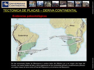 LUISHUAMANSERRANOGEOLOGIAGENERAL
TECTONICA DE PLACAS – DERIVA CONTINENTAL
Evidencias paleontológicas
Se han encontrado fósiles de Mesosaurus a ambos lados del Atlántico sur y en ningún otro lugar del
mundo. Los restos fósiles de éste y otros organismos en los continentes africano y sudamericano parecen
unir estas masas de tierra entre el final del Paleozoico y el comienzo del Mesozoico.
 