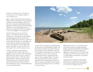 initiatives on the Point by zone. The plan can
be accessed at the city of Superior website at
www.ci.superior.wi.us.
Quite a number of grand adventures take place on
Wisconsin Point. Each spring, the City of Superior
celebrates International Migratory Bird Day in
May with an early morning birding hike led by a
local birder. The Wisconsin Society of Ornithology
(WSO) hosts a three-day field trip known as
Jaegerfest every September. WSO notes Jaegerfest
as “one of the highlights of the birding year.”
For the last four years, the St. Louis River
Alliance—with help from federal, state and
local partners—has worked to lure the federally-
endangered piping plover back to Wisconsin
Point. The Alliance has led an effort to provide the
proper habitat for the plover to comfortably mate
on Lake Superior shoreline owned by Douglas
County. Unsuccessful to date, the Alliance has
made a valiant effort to return the bird to the
Lake Superior shore and will continue to do so.
In 2015, a multi-agency project began to
re-establish wild rice in Allouez Bay. Led by
Douglas County, the project consists of reseeding
Allouez Bay with a goal of 25 acres of wild rice
habitat restoration by 2017. The Lake Superior
Research Institute, Wisconsin Department of
Natural Resources, City of Superior and Lake
Superior National Estuarine Research Reserve
have all played a key role in returning Allouez Bay
to its pre-settlement habitat.
In 2016, the City of Superior in partnership with
the Wisconsin Coastal Management Program will
lead an effort to further restore habitat along the
peninsula proper. Twenty parking turn-outs will
be consolidated to four larger ones, each featuring
a boardwalk to the beach. The turnouts and
informal paths will be re-vegetated with native
species to form contiguous habitat. The project
will also include nearshore habitat restoration
along Allouez Bay. The piping plover project, the
wild rice project and the dune restoration project
will assist in the de-listing of the St. Louis River as
an Area of Concern.
Wisconsin Point serves as a recreational area for
duck hunting, fishing, swimming, picnicking,
birding, agate hunting and hiking. The Chippewa
burial ground, Port of Superior and historic
Lighthouse are destinations for locals and tourists.
The magic of the Point, however, continues to be
its coastal wildness and proximity to the greatest
of the Great Lakes.
Mary Morgan retired in Spring 2016 as Director of Parks
and Recreation for the City of Superior. More information
on Wisconsin Point is available by contacting Linda Cadotte,
Director of Parks and Recreation for the City of Superior,
at (715) 395-7270 or cadottel@ci.superior.wi.us.
Wisconsin Great Lakes Chronicle 2016 | page 5
 