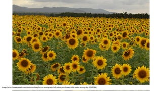 Image: https://www.pexels.com/photo/shallow-focus-photography-of-yellow-sunﬂower-ﬁeld-under-sunny-sky-1169084/
 