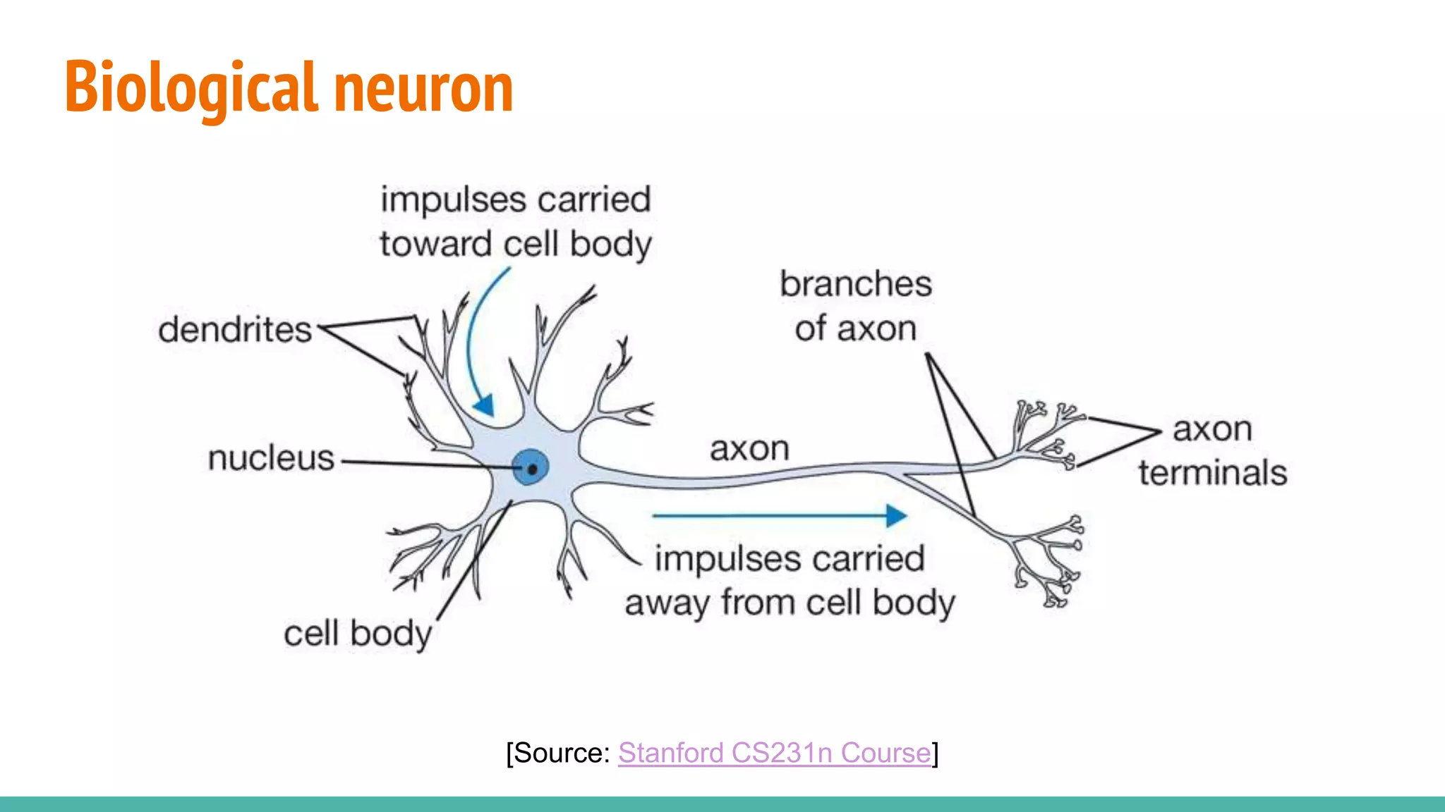 Biological neuron
[Source: Stanford CS231n Course]
 