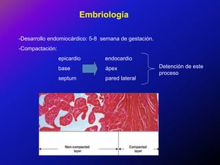 Embriología
-Desarrollo endomiocárdico: 5-8 semana de gestación.
-Compactación:
epicardio

endocardio

base

ápex

septum

pared lateral

Detención de este
proceso

 