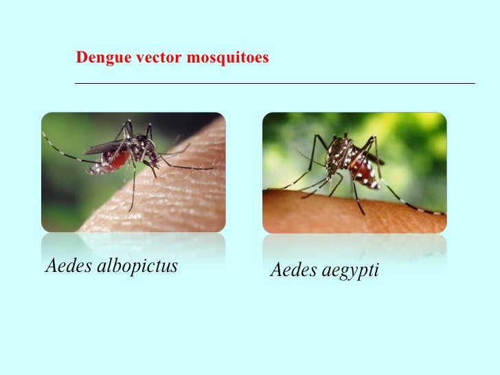 Ovitrap surveys for Aedes aegypti mosquito - V K Gunathilake, N K De