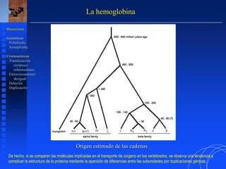 La hemoglobina
Mutaciones
Genómicas
Poliploidía
Aneuploidía
Cromosómicas
Translocación
recíproca
robertsoniana
Entrecruzamiento
desigual
Deleción
Duplicación
Origen estimado de las cadenas
De hecho, si se comparan las moléculas implicadas en el transporte de oxígeno en los vertebrados, se observa una tendencia a
complicar la estructura de la proteína mediante la aparición de diferencias entre las subunidades por duplicaciones génicas.
 