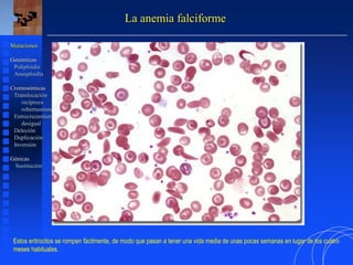 La anemia falciforme
Mutaciones
Genómicas
Poliploidía
Aneuploidía
Cromosómicas
Translocación
recíproca
robertsoniana
Entrecruzamiento
desigual
Deleción
Duplicación
Inversión
Génicas
Sustitución
Estos eritrocitos se rompen fácilmente, de modo que pasan a tener una vida media de unas pocas semanas en lugar de los cuatro
meses habituales.
 