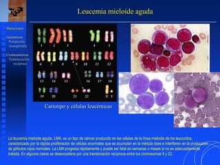 Leucemia mieloide aguda
Cariotipo y células leucémicas
Mutaciones
Genómicas
Poliploidía
Aneuploidía
Cromosómicas
Translocación
recíproca
La leucemia mieloide aguda, LMA, es un tipo de cáncer producido en las células de la línea mieloide de los leucocitos,
caracterizado por la rápida proliferación de células anormales que se acumulan en la médula ósea e interfieren en la producción
de glóbulos rojos normales. La LMA progresa rápidamente y puede ser fatal en semanas o meses si no es adecuadamente
tratada. En algunos casos se desencadena por una translocación recíproca entre los cromosomas 9 y 22.
 