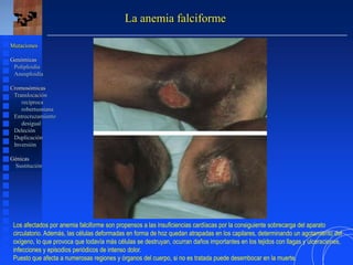 La anemia falciforme
Mutaciones
Genómicas
Poliploidía
Aneuploidía
Cromosómicas
Translocación
recíproca
robertsoniana
Entrecruzamiento
desigual
Deleción
Duplicación
Inversión
Génicas
Sustitución
Los afectados por anemia falciforme son propensos a las insuficiencias cardíacas por la consiguiente sobrecarga del aparato
circulatorio. Además, las células deformadas en forma de hoz quedan atrapadas en los capilares, determinando un agotamiento del
oxígeno, lo que provoca que todavía más células se destruyan, ocurran daños importantes en los tejidos con llagas y ulceraciones,
infecciones y episodios periódicos de intenso dolor.
Puesto que afecta a numerosas regiones y órganos del cuerpo, si no es tratada puede desembocar en la muerte.
 