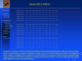 DQA1*0101 GGA GAT GAG GAG TTC TAC GTG GAC CTG GAG
DQA1*0102 --- --- --- C-- --- --- --- --- --- ---
DQA1*0103 --- --- --- C-- --- --- --- --- --- ---
DQA1*0201 --- --C --- --- --- --T --- --- --- ---
DQA1*0302 --- --C --- --- --- --T --- --- --- ---
DQA1*0401 --- --C --- C-- --- --- --- --- --- -G-
DQA1*0101 AGG AAG GAG ACT GCC TGG CGG TGG CCT GAG
DQA1*0102 --- --- --- --- --- --- --- --- --- ---
DQA1*0103 -A- --- --- --- --- --- --- --- --- ---
DQA1*0201 --- --- --- --- -T- --- AA- -T- --- CT-
DQA1*0302 --- --- --- --- -T- --- -A- -T- --- CT-
DQA1*0401 --- --- --- --- -T- --- T-T -T- --- -TT
DQA1*0101 TTC AGC AAA TTT GGA GGT TTT GAC CCG CAG
DQA1*0102 --- --- --- --- --- --- --- --- --- ---
DQA1*0103 --- --- --- --- --- --- --- --- --- ---
DQA1*0201 --- CA- -G- C-- A-- --- --- --- --- --A
DQA1*0302 --- C-- -G- --- A-- A-A --- --- --- --A
DQA1*0401 T-- --A C-- --- A-- --- --- --- --- --A
Alelos HLA-DQA1
Mutaciones
Genómicas
Poliploidía
Aneuploidía
Cromosómicas
Translocación
recíproca
robertsoniana
Entrecruzamiento
desigual
Deleción
Duplicación
Inversión
Génicas
Sustitución
No obstante, no siempre un cambio en la secuencia de ADN provocará cambios desastrosos para el organismo. Algunos cambios
pueden ser ocasionalmente ventajosos o simplemente neutrales. De hecho, la evolución implica la acumulación de cambios que
causan ventajas en la adaptación de los organismos a su medio ambiente. En el cuadro se muestra una parte de la secuencia que
incluye los codones 31 al 60, sobre un total de 233, de algunos alelos del gen HLA-DQA1. Los guiones implican que no hay ningún
cambio respecto a la primera secuencia de referencia.
 