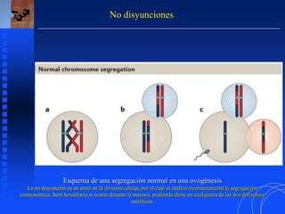No disyunciones
Esquema de una segregación normal en una ovogénesis
La no disyunción es un error en la división celular, por el cual se realiza incorrectamente la segregación
cromosómica. Será hereditaria si ocurre durante la meiosis, pudiendo darse en cualquiera de las dos divisiones
meióticas.
 