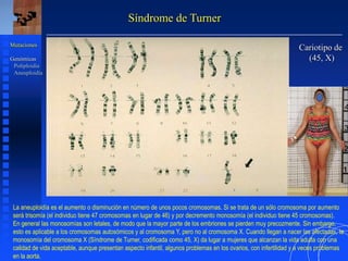 Síndrome de Turner
Cariotipo de
(45, X)
Mutaciones
Genómicas
Poliploidía
Aneuploidía
La aneuploidía es el aumento o disminución en número de unos pocos cromosomas. Si se trata de un sólo cromosoma por aumento
será trisomía (el individuo tiene 47 cromosomas en lugar de 46) y por decremento monosomía (el individuo tiene 45 cromosomas).
En general las monosomías son letales, de modo que la mayor parte de los embriones se pierden muy precozmente. Sin embargo,
esto es aplicable a los cromosomas autosómicos y al cromosoma Y, pero no al cromosoma X. Cuando llegan a nacer las afectadas, la
monosomía del cromosoma X (Síndrome de Turner, codificada como 45, X) da lugar a mujeres que alcanzan la vida adulta con una
calidad de vida aceptable, aunque presentan aspecto infantil, algunos problemas en los ovarios, con infertilidad y a veces problemas
en la aorta.
 