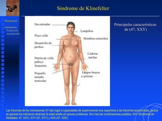 Síndrome de Klinefelter
Principales características
de (47, XXY)
Mutaciones
Genómicas
Poliploidía
Aneuploidía
Sin entradas
Poco vello
Desarrollo de
pechos
Patrón de vello
púbico
femenino
Pequeño
tamaño
testicular
Lampiños
Hombros estrechos
Caderas
anchas
Largos brazos
y piernas
Las trisomías de los cromosomas XY dan lugar a capacidades de supervivencia muy superiores a las trisomías autosómicas, ya que
en general los individuos alcanzan la edad adulta sin graves problemas. Son tres las combinaciones posibles, XXY (Síndrome de
Klinefelter, 47, XXY), XYY (47, XYY) y XXX (47, XXX).
 