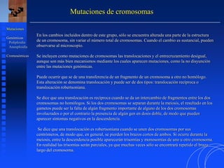 En los cambios incluidos dentro de este grupo, sólo se encuentra alterada una parte de la estructura
de un cromosoma, sin variar el número total de cromosomas. Cuando el cambio es sustancial, pueden
observarse al microscopio.
Se incluyen como mutaciones de cromosomas las translocaciones y el entrecruzamiento desigual,
aunque son más bien mecanismos mediante los cuales aparecen mutaciones, como la no disyunción
entre las mutaciones genómicas.
Puede ocurrir que se de una transferencia de un fragmento de un cromosoma a otro no homólogo.
Esta alteración se denomina translocación y puede ser de dos tipos: translocación recíproca o
translocación robertsoniana.
Se dice que una translocación es recíproca cuando se da un intercambio de fragmentos entre los dos
cromosomas no homólogos. Si los dos cromosomas se separan durante la meiosis, el resultado en los
gametos puede ser la falta de algún fragmento importante de alguno de los dos cromosomas
involucrados o por el contrario la presencia de algún gen en dosis doble, de modo que pueden
aparecer síntomas negativos en la descendencia.
Se dice que una translocación es robertsoniana cuando se unen dos cromosomas por sus
centrómeros, de modo que, en general, se pierden los brazos cortos de ambos. Si ocurre durante la
meiosis, entre la descendencia posible aparecerán trisomías y monosomías de uno u otro cromosoma.
En realidad las trisomías serán parciales, ya que muchas veces sólo se encontrará repetido el brazo
largo del cromosoma.
Mutaciones de cromosomas
Mutaciones
Genómicas
Poliploidía
Aneuploidía
Cromosómicas
 