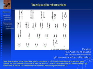 Translocación robertsoniana
Cariotipo
45,XX,der(13;14)(q10;q10)
der: cromosoma reordenado
q10: unión centromérica del brazo largo
Mutaciones
Genómicas
Poliploidía
Aneuploidía
Cromosómicas
Translocación
recíproca
robertsoniana
Suele observarse este tipo de translocación entre los cromosomas 14 y 21. Entre la descendencia de los afectados puede
aparecer una forma heredable de síndrome de Down. De hecho, un 5 % de los casos de síndrome de Down son debidos a una
translocación de este tipo y se corresponden con una trisomía del brazo largo del cromosoma 21.
 