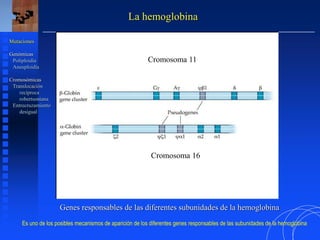 La hemoglobina
Genes responsables de las diferentes subunidades de la hemoglobina
Mutaciones
Genómicas
Poliploidía
Aneuploidía
Cromosómicas
Translocación
recíproca
robertsoniana
Entrecruzamiento
desigual
Cromosoma 11
Cromosoma 16
Es uno de los posibles mecanismos de aparición de los diferentes genes responsables de las subunidades de la hemoglobina
 