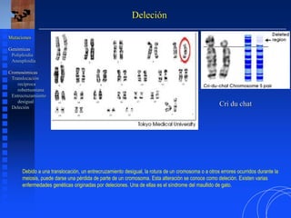 Mutaciones
Genómicas
Poliploidía
Aneuploidía
Cromosómicas
Translocación
recíproca
robertsoniana
Entrecruzamiento
desigual
Deleción
Cri du chat
Deleción
Debido a una translocación, un entrecruzamiento desigual, la rotura de un cromosoma o a otros errores ocurridos durante la
meiosis, puede darse una pérdida de parte de un cromosoma. Esta alteración se conoce como deleción. Existen varias
enfermedades genéticas originadas por deleciones. Una de ellas es el síndrome del maullido de gato.
 
