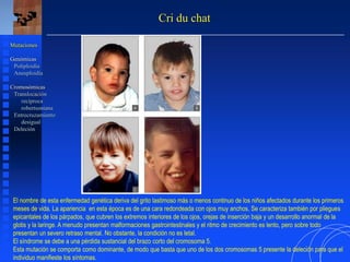 Cri du chat
Mutaciones
Genómicas
Poliploidía
Aneuploidía
Cromosómicas
Translocación
recíproca
robertsoniana
Entrecruzamiento
desigual
Deleción
El nombre de esta enfermedad genética deriva del grito lastimoso más o menos continuo de los niños afectados durante los primeros
meses de vida. La apariencia en esta época es de una cara redondeada con ojos muy anchos. Se caracteriza también por pliegues
epicantales de los párpados, que cubren los extremos interiores de los ojos, orejas de inserción baja y un desarrollo anormal de la
glotis y la laringe. A menudo presentan malformaciones gastrointestinales y el ritmo de crecimiento es lento, pero sobre todo
presentan un severo retraso mental. No obstante, la condición no es letal.
El síndrome se debe a una pérdida sustancial del brazo corto del cromosoma 5.
Esta mutación se comporta como dominante, de modo que basta que uno de los dos cromosomas 5 presente la deleción para que el
individuo manifieste los síntomas.
 