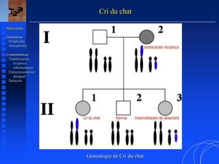 Mutaciones
Genómicas
Poliploidía
Aneuploidía
Cromosómicas
Translocación
recíproca
robertsoniana
Entrecruzamiento
desigual
Deleción
Genealogía de Cri du chat
Cri du chat
 