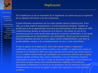 En la duplicación se da un incremento de la longitud de un cromosoma por la repetición
de un segmento del mismo o de otro cromosoma.
Existen diferentes mecanismos por los cuales pueden aparecer duplicaciones. Entre
ellos, ya se han citado la translocación y el entrecruzamiento desigual. También es
posible que se de un apareamiento incorrecto por deslizamiento de las cadenas de ADN
complementarias durante su replicación en la meiosis. Este puede ser uno de los
mecanismos por los cuales puede haber aparecido la enorme variabilidad y el alto grado
de polimorfismo de los microsatélites y los minisatélites. Puesto que son secuencias
idénticas repetidas una serie de veces, siguen siendo complementarias y por tanto se
pueden hibridar, aunque se de un desplazamiento de una o varias subunidades.
Existe un aspecto de la duplicación, sobre todo cuando implica a fragmentos
codificantes, que presenta un interés evolutivo muy notable. La duplicación origina un
aumento en la cantidad de ADN; por tanto, aparecen nuevos genes que estarán sujetos a
su vez a cambios mutacionales que modifiquen sus secuencias, mientras que los genes
antiguos pueden continuar más o menos inalterados y con sus funciones originales,
seguramente necesarias. Por ello, el rango de funciones implicadas en los productos de
una familia de genes puede verse considerablemente ampliada y diversificada,
aumentando posiblemente la eficacia de sus portadores ante las presiones ambientales.
Probablemente este proceso ha jugado un papel muy importante en la diferenciación
evolutiva.
Duplicación
Mutaciones
Genómicas
Poliploidía
Aneuploidía
Cromosómicas
Translocación
recíproca
robertsoniana
Entrecruzamiento
desigual
Deleción
Duplicación
 