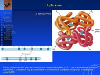 Duplicación
Mutaciones
Genómicas
Poliploidía
Aneuploidía
Cromosómicas
Translocación
recíproca
robertsoniana
Entrecruzamiento
desigual
Deleción
Duplicación
La hemoglobina
Existe la evidencia de que los genes que codifican para las cadenas de hemoglobina γ, β, δ y ε, que se encuentran muy próximos en
el cromosoma 11, y las cadenas α y ζ, que se encuentran en el cromosoma 16, se originaron por duplicación de una secuencia
original de ADN.
 