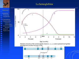 La hemoglobina
Mutaciones
Genómicas
Poliploidía
Aneuploidía
Cromosómicas
Translocación
recíproca
robertsoniana
Entrecruzamiento
desigual
Deleción
Duplicación
Zeta,
Epsilon
 