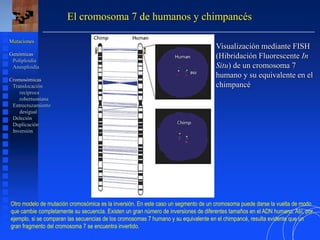 El cromosoma 7 de humanos y chimpancés
Mutaciones
Genómicas
Poliploidía
Aneuploidía
Cromosómicas
Translocación
recíproca
robertsoniana
Entrecruzamiento
desigual
Deleción
Duplicación
Inversión
Otro modelo de mutación cromosómica es la inversión. En este caso un segmento de un cromosoma puede darse la vuelta de modo
que cambie completamente su secuencia. Existen un gran número de inversiones de diferentes tamaños en el ADN humano. Así, por
ejemplo, si se comparan las secuencias de los cromosomas 7 humano y su equivalente en el chimpancé, resulta evidente que un
gran fragmento del cromosoma 7 se encuentra invertido.
Visualización mediante FISH
(Hibridación Fluorescente In
Situ) de un cromosoma 7
humano y su equivalente en el
chimpancé
 