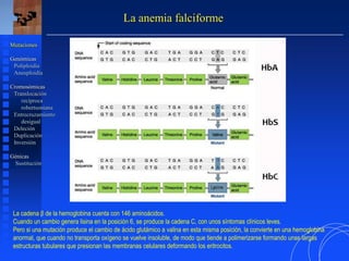 La anemia falciforme
Mutaciones
Genómicas
Poliploidía
Aneuploidía
Cromosómicas
Translocación
recíproca
robertsoniana
Entrecruzamiento
desigual
Deleción
Duplicación
Inversión
Génicas
Sustitución
La cadena β de la hemoglobina cuenta con 146 aminoácidos.
Cuando un cambio genera lisina en la posición 6, se produce la cadena C, con unos síntomas clínicos leves.
Pero si una mutación produce el cambio de ácido glutámico a valina en esta misma posición, la convierte en una hemoglobina
anormal, que cuando no transporta oxígeno se vuelve insoluble, de modo que tiende a polimerizarse formando unas largas
estructuras tubulares que presionan las membranas celulares deformando los eritrocitos.
 