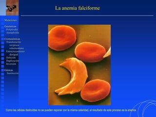 La anemia falciforme
Mutaciones
Genómicas
Poliploidía
Aneuploidía
Cromosómicas
Translocación
recíproca
robertsoniana
Entrecruzamiento
desigual
Deleción
Duplicación
Inversión
Génicas
Sustitución
Como las células destruídas no se pueden reponer con la misma celeridad, el resultado de este proceso es la anemia.
 