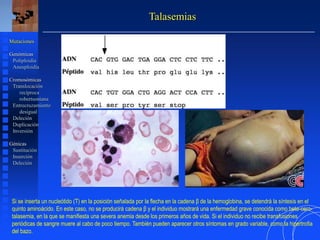 Talasemias
Mutaciones
Genómicas
Poliploidía
Aneuploidía
Cromosómicas
Translocación
recíproca
robertsoniana
Entrecruzamiento
desigual
Deleción
Duplicación
Inversión
Génicas
Sustitución
Inserción
Deleción
Si se inserta un nucleótido (T) en la posición señalada por la flecha en la cadena β de la hemoglobina, se detendrá la síntesis en el
quinto aminoácido. En este caso, no se producirá cadena β y el individuo mostrará una enfermedad grave conocida como beta-cero-
talasemia, en la que se manifiesta una severa anemia desde los primeros años de vida. Si el individuo no recibe transfusiones
periódicas de sangre muere al cabo de poco tiempo. También pueden aparecer otros síntomas en grado variable, como la hipertrofia
del bazo.
 