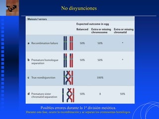 No disyunciones
Posibles errores durante la 1ª división meiótica.
Durante esta fase, ocurre la recombinación y se separan los cromosomas homólogos.
 