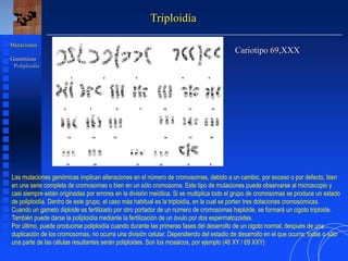 Triploidía
Cariotipo 69,XXX
Mutaciones
Genómicas
Poliploidía
Las mutaciones genómicas implican alteraciones en el número de cromosomas, debido a un cambio, por exceso o por defecto, bien
en una serie completa de cromosomas o bien en un sólo cromosoma. Este tipo de mutaciones puede observarse al microscopio y
casi siempre están originadas por errores en la división meiótica. Si se multiplica todo el grupo de cromosomas se produce un estado
de poliploidía. Dentro de este grupo, el caso más habitual es la triploidía, en la cual se portan tres dotaciones cromosómicas.
Cuando un gameto diploide es fertilizado por otro portador de un número de cromosomas haploide, se formará un cigoto triploide.
También puede darse la poliploidía mediante la fertilización de un óvulo por dos espermatozoides.
Por último, puede producirse poliploidía cuando durante las primeras fases del desarrollo de un cigoto normal, después de una
duplicación de los cromosomas, no ocurra una división celular. Dependiendo del estadio de desarrollo en el que ocurra, todas o sólo
una parte de las células resultantes serán poliploides. Son los mosaicos, por ejemplo (46 XY / 69 XXY)
 