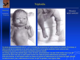 Triploidía
Mosaico
46XY/69XXY
Mutaciones
Genómicas
Poliploidía
Se calcula que aproximadamente entre el 1 y el 2 % de todas las concepciones en nuestra especie son triploides. Sin embargo, el
efecto de este tipo de mutaciones es tan severo que más del 99 % de los cigotos resultantes mueren antes de nacer.
Probablemente más del 15 % de los abortos expontáneos presentan triploidía.
Sin embargo, algunos niños triploides llegan a nacer. De hecho, aproximadamente 1 de cada 10.000 nacidos vivos lo son. Su
esperanza de vida en todo caso no suele superar el primer mes, dadas las graves malformaciones que presentan.
Entre otros síntomas, un niño triploide muestra una cabeza muy grande con malformaciones en los huesos del cráneo, fusión de
los dedos de manos y pies y malformaciones en la boca, los ojos, los genitales y otros órganos vitales.
 