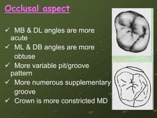  Average age of calcification  : 14 to 16 years