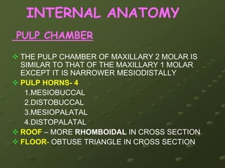 Arch traits    3 roots: 2 Buccal & 1 Palatal