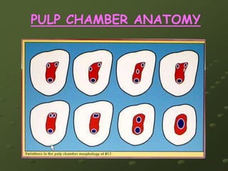    Crown: Buccolingual > MesioDistal 